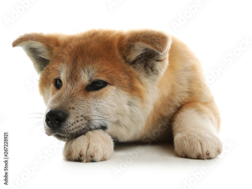 Cute akita inu puppy isolated on white © New Africa