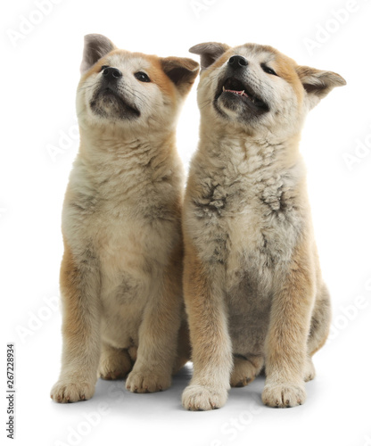 Cute akita inu puppies isolated on white © New Africa