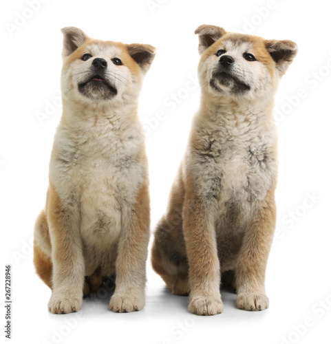 Wallpaper Mural Cute akita inu puppies isolated on white Torontodigital.ca