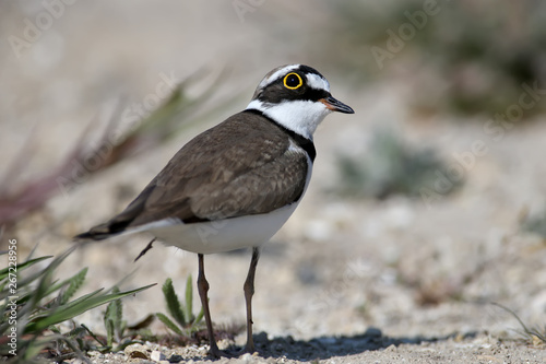 Little ringed plover male in breeding plumage standing on sand close up photo