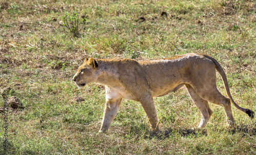 African lioness in Kenya © Maciej Czekajewski