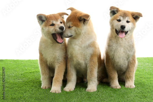 Cute akita inu puppies on artificial grass against white background