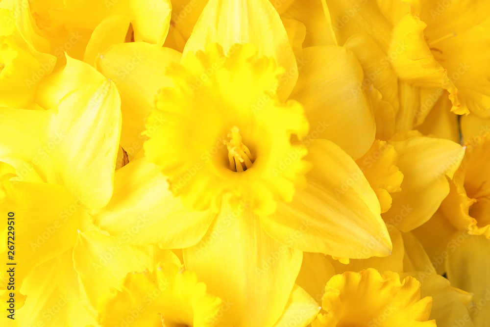 Beautiful daffodils as background, closeup. Fresh spring flowers