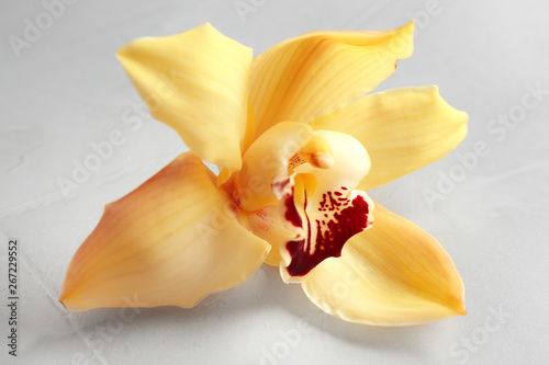 Beautiful tropical orchid flower on grey background  closeup
