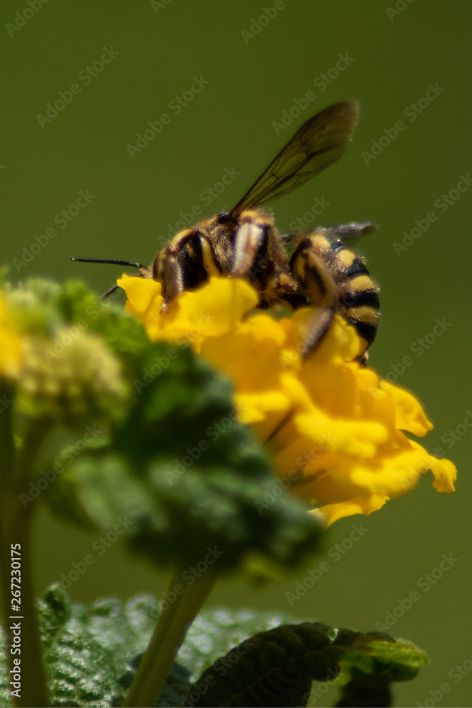Abeja sobre flor Amarilla Abeja sobre flor Amarilla