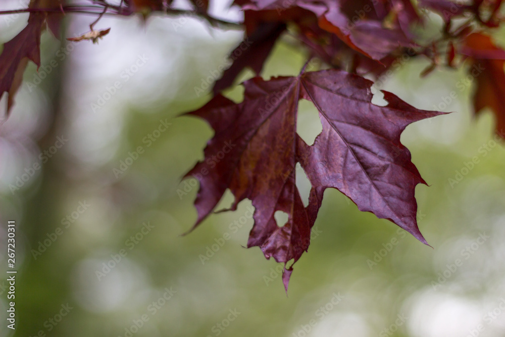 Fototapeta premium Red Autumn Leaves Close Up
