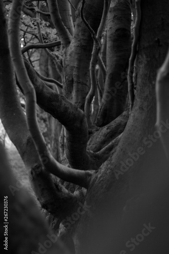 Abstract Black and White Tree Trunks