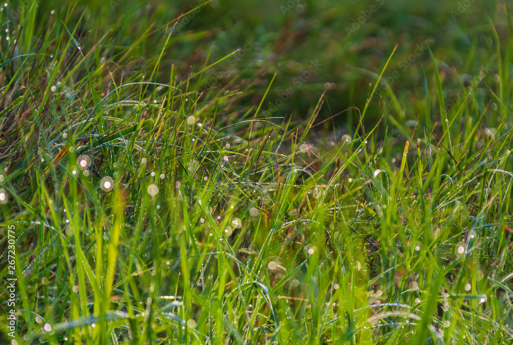 Closeup of fresh green grass with water drops and a bokeh in the morning for summer seasonal background, selective focus