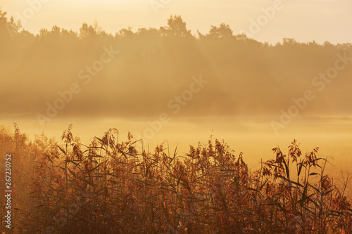 First sun rays light the foggy fields surrounded with the forest in Ruissalo park, Finland