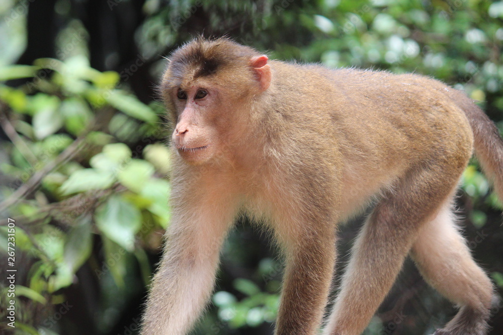 Fototapeta premium wildlife