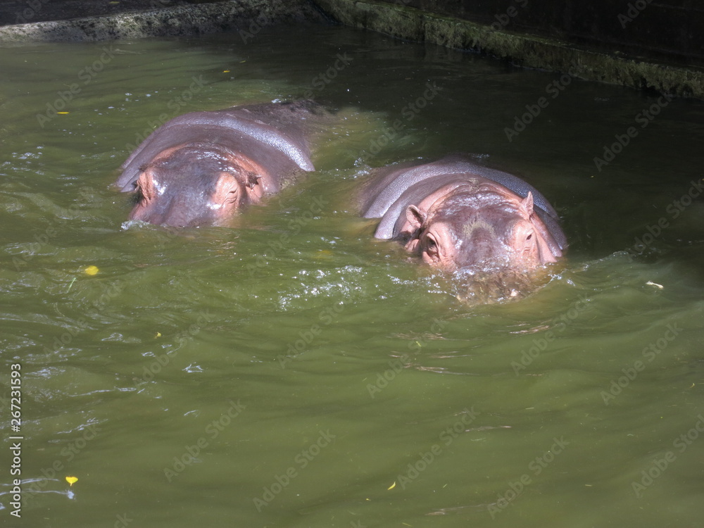 Obraz premium こっそりカバさん
