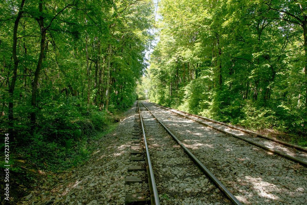 Railroad tracks in the forest.