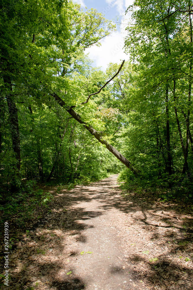Fototapeta premium Walking trail in a forest, line with lush green vegetation and tall slender trees