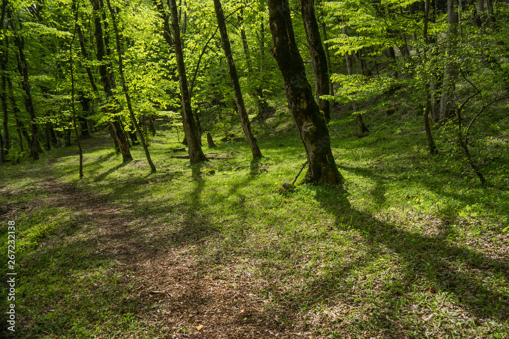 lagodechi forest at daytime lagodechi forest at daytime