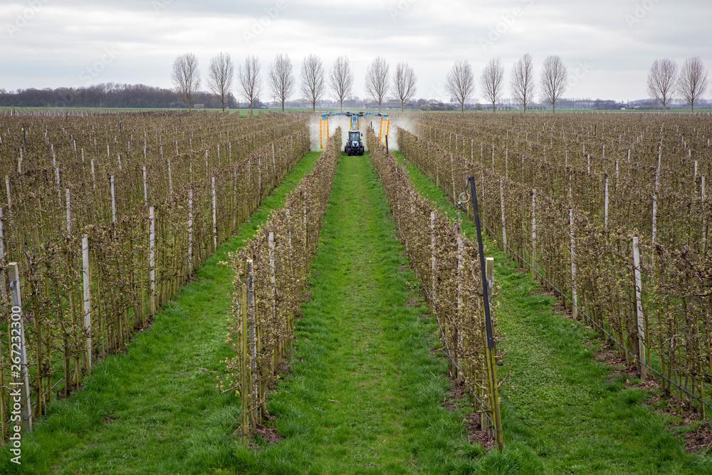 ASPEREN, THE NETHERLANDS - March 31, 2019: Modern orchard sprayer spraying insecticide or fungicide on his apple trees.