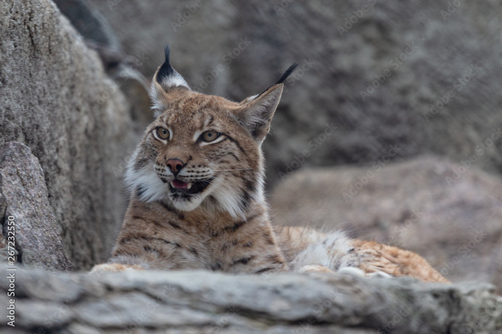 Naklejka premium Lynx in the Moscow Zoo