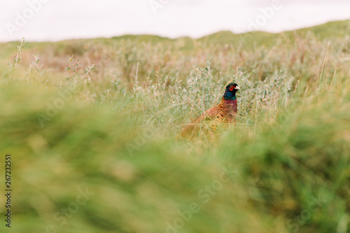Wilder Fasan in Düne auf Nordseeinsel Norderney
