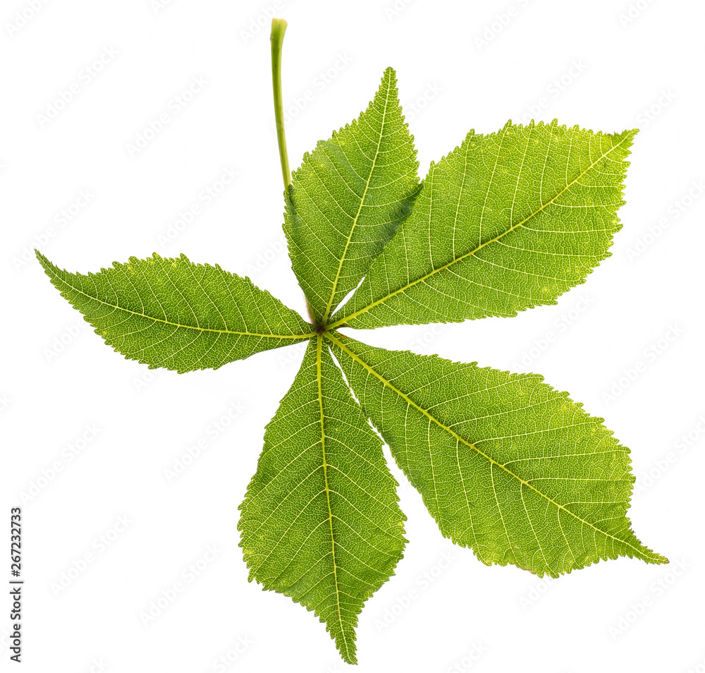 leaf from Horse chestnut tree - Aesculus hippocastanum leaf from Horse chestnut tree - Aesculus hippocastanum