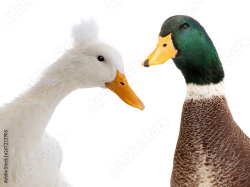 portrait two ducks isolated on white