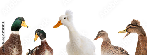  portrait five ducks isolated on white