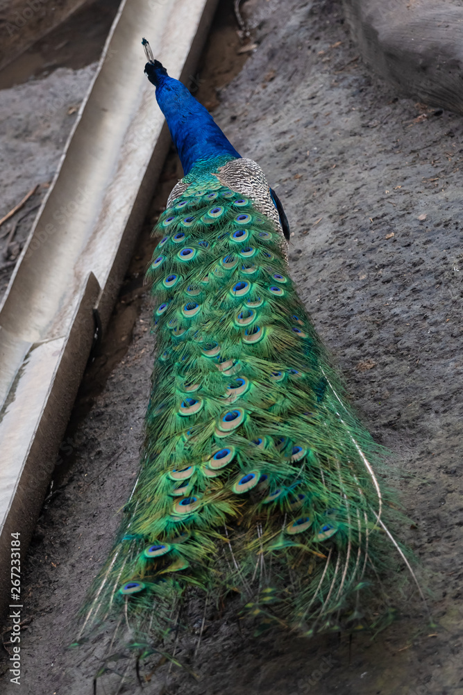 Obraz premium Peacock in the Moscow Zoo