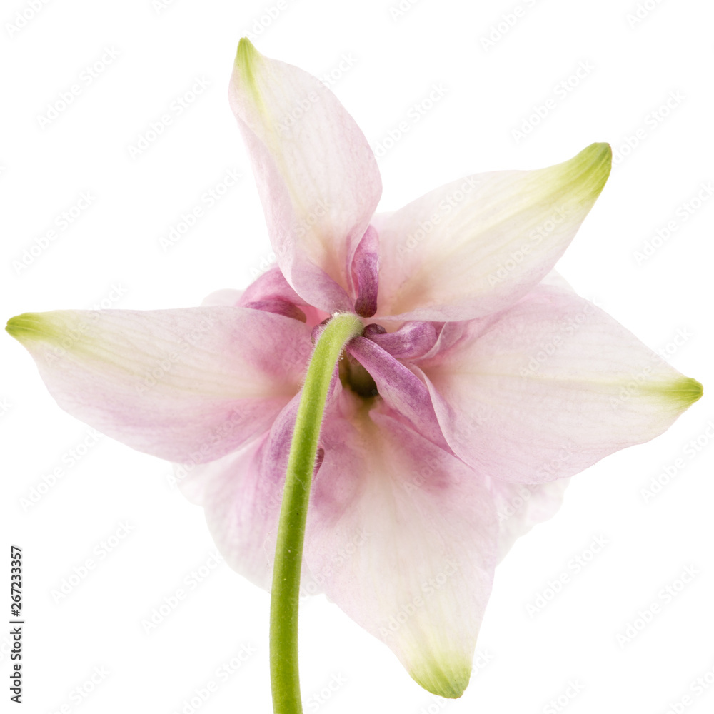 Rosy flower of aquilegia, blossom of catchment closeup, isolated on white background