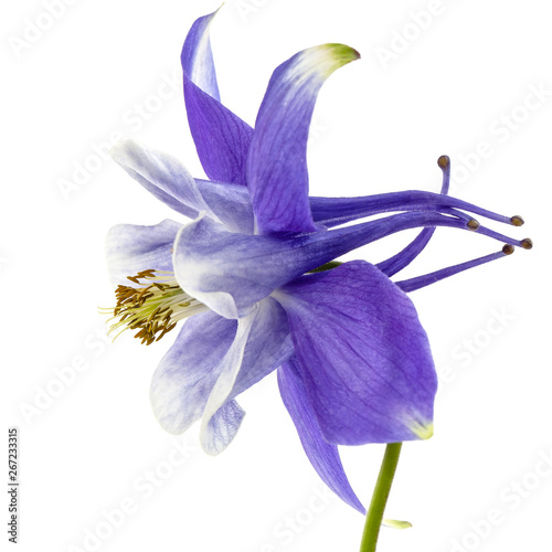 Violet flower of aquilegia  blossom of catchment closeup  isolated on white background