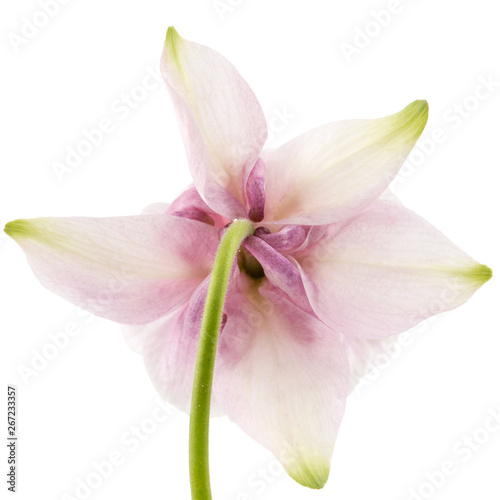 Rosy flower of aquilegia  blossom of catchment closeup  isolated on white background