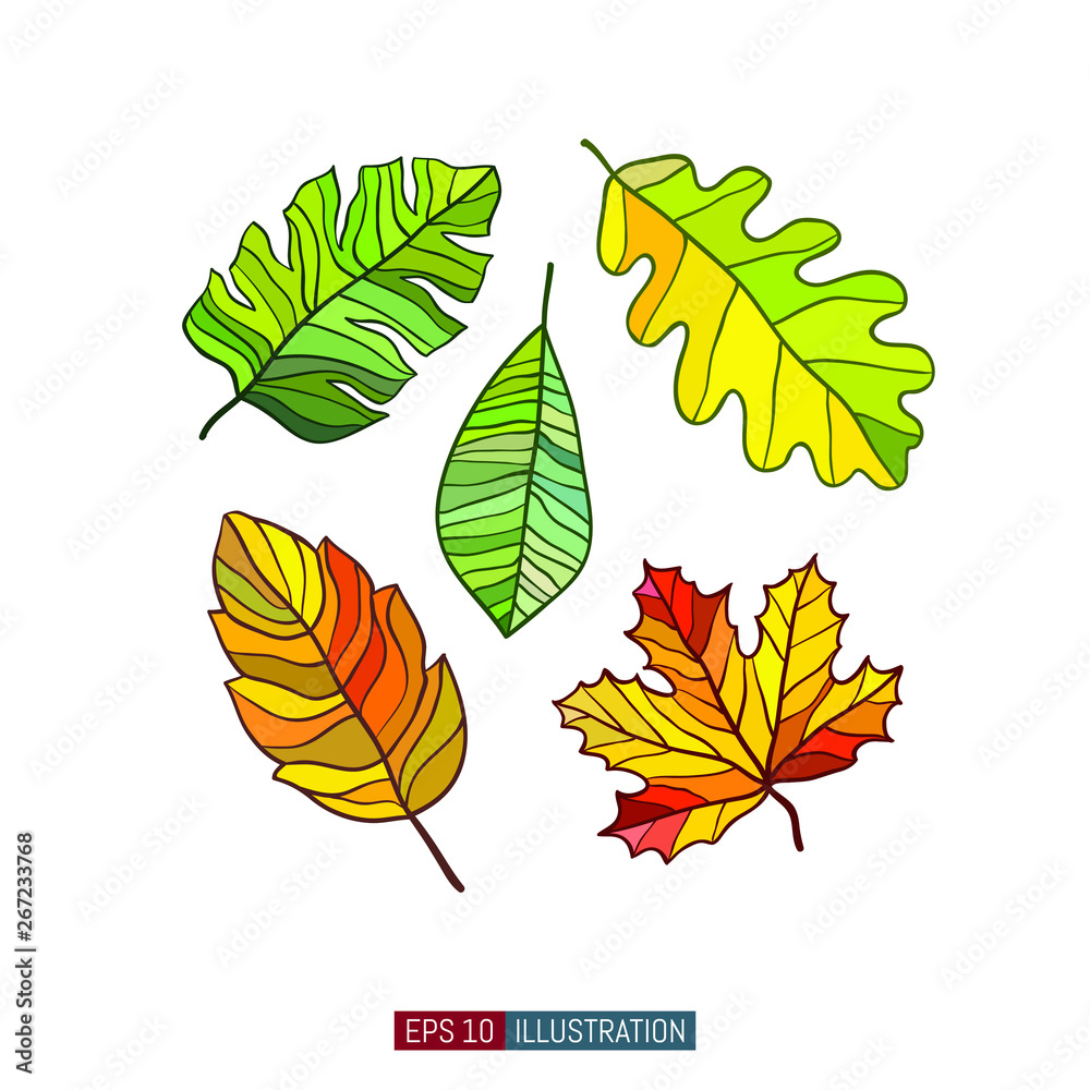 Colored leaves set. Vector graphics.