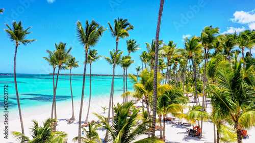 palm trees on the beach