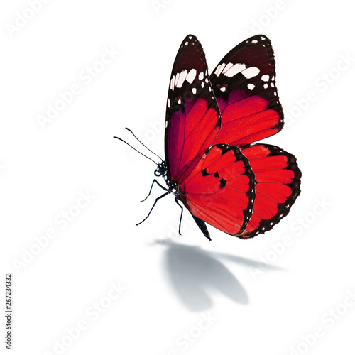 Beautiful red butterfly
