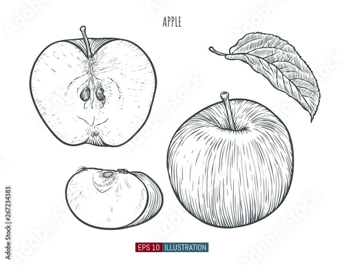 Hand drawn apple isolated. Template for your design works. Engraved style vector illustration.