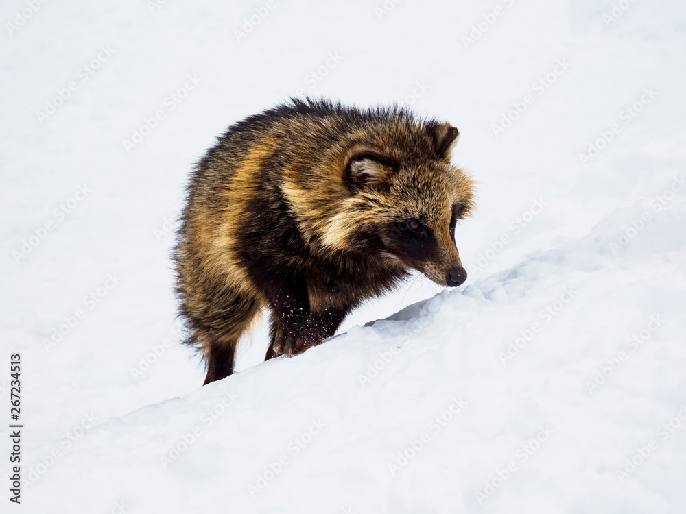 Obraz premium 雪上のタヌキ