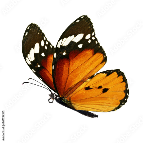 Beautiful monarch butterfly