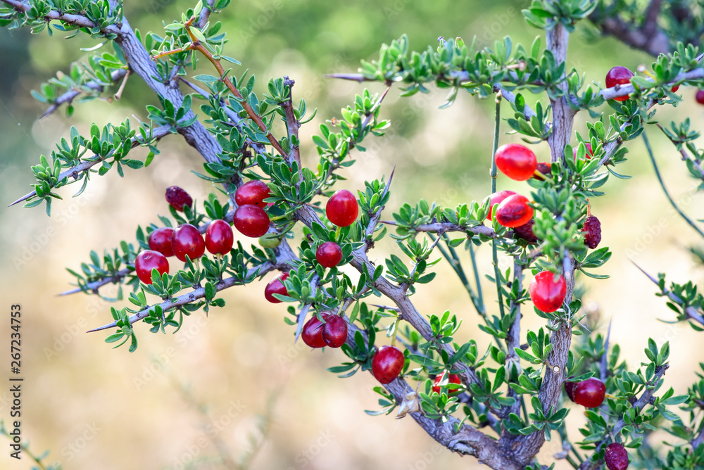 Obraz premium Red Wild fruits, in Patagonia Forest, Argentina