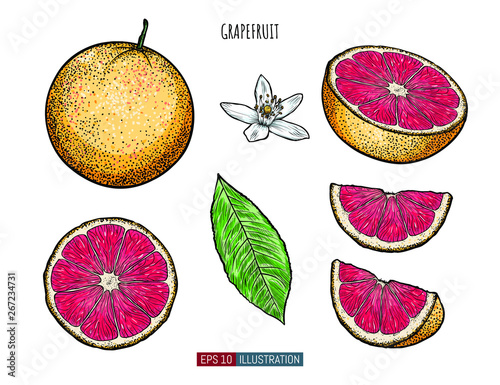 Hand drawn grapefruit isolated. Template for your design works. Engraved style vector illustration.