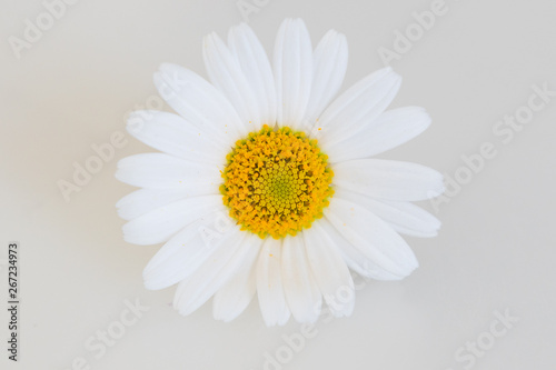 Daisy - Margerite Blume auf weiss