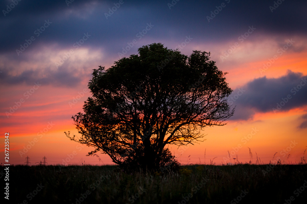 Silhouette Tree Sunset