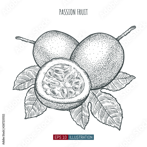 Hand drawn passion fruit isolated. Template for your design works. Engraved style vector illustration.
