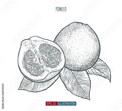 Hand drawn pomelo isolated. Template for your design works. Engraved style vector illustration.