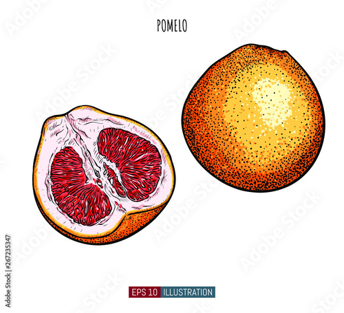 Hand drawn pomelo isolated. Template for your design works. Engraved style vector illustration.