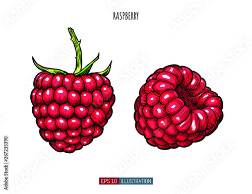 Hand drawn raspberry isolated. Template for your design works. Engraved style vector illustration.