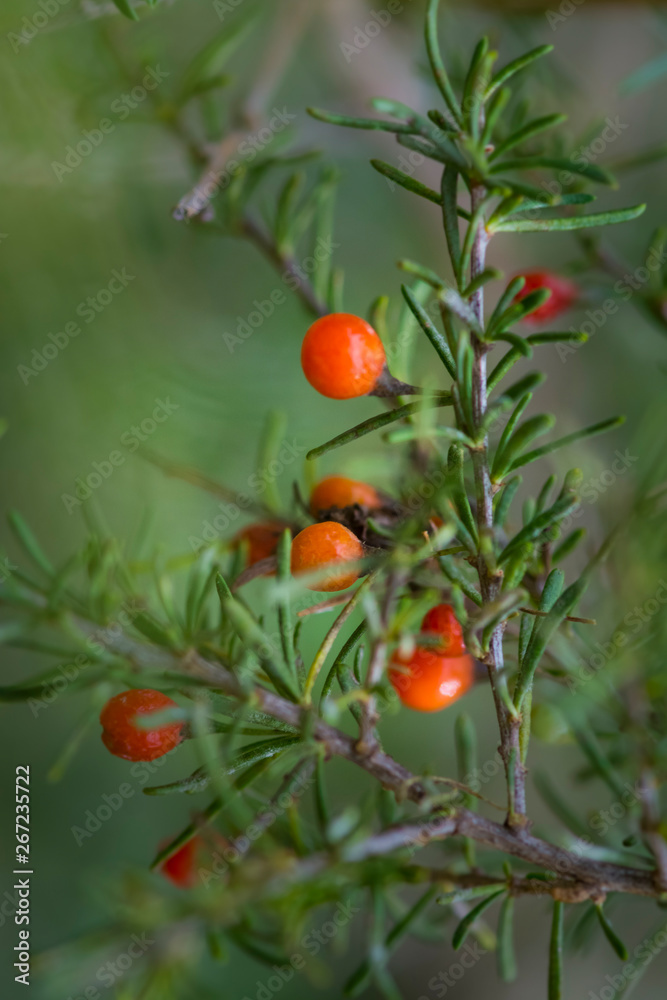 Red Wild fruits, in Patagonia Forest, Argentina