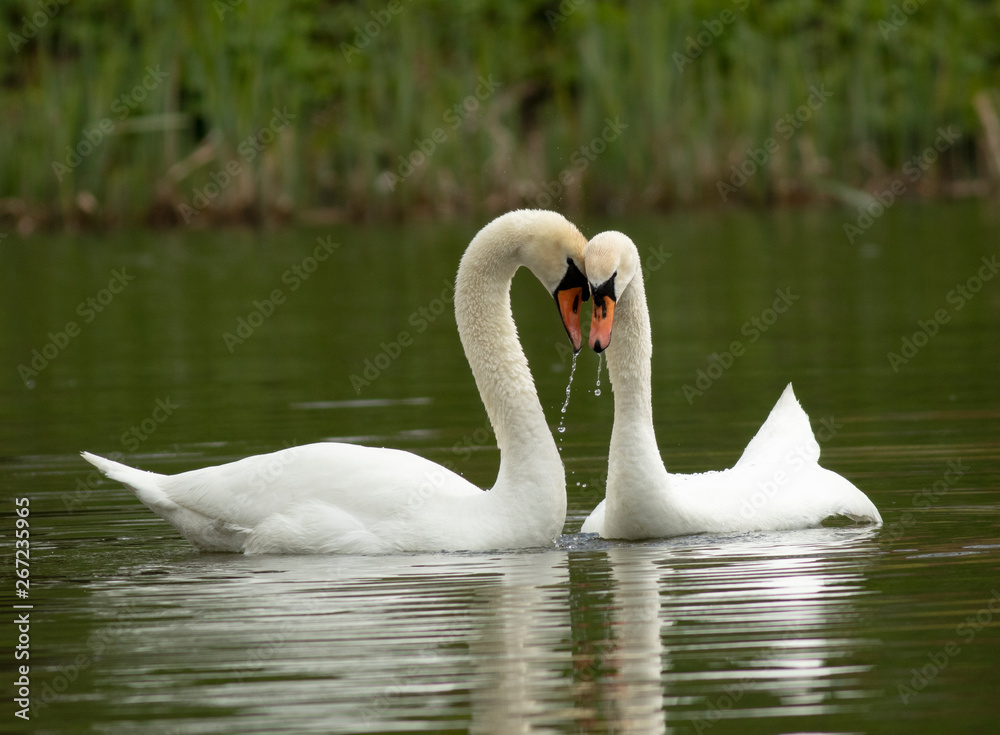 Mute swan Mute swan