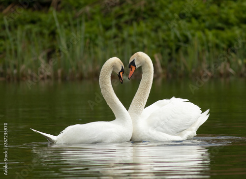 Mute swan