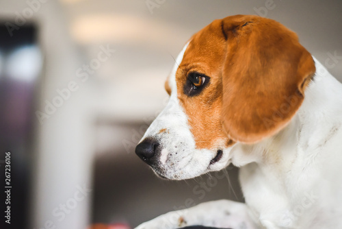 Beagle dog sad eyes big nose. Portrait