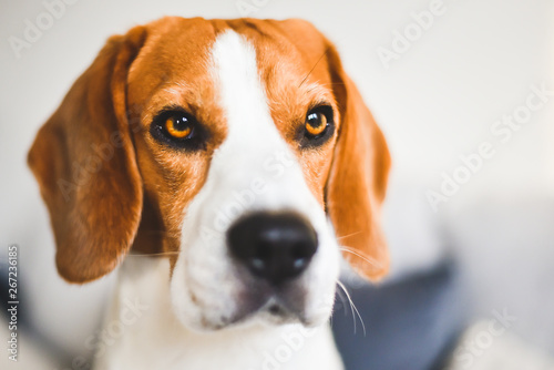 Beagle dog sad eyes big nose. Portrait