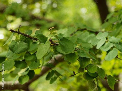 Japanischer Kuchenbaum (Cercidiphyllum japonicum) oder Katsura. Hübsche grüne Blätter in Form von Herzen