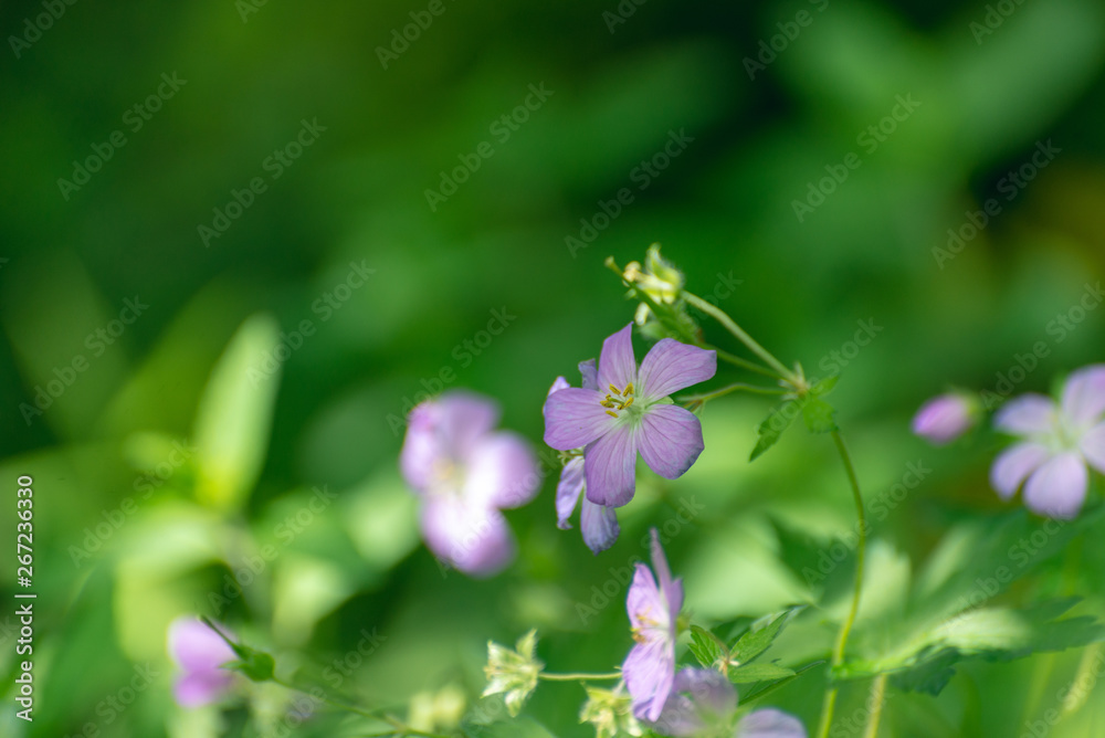 Wild geranium flower, geranium maculatum, blooming in the Spring. Wild geranium flower, geranium maculatum, blooming in the Spring.