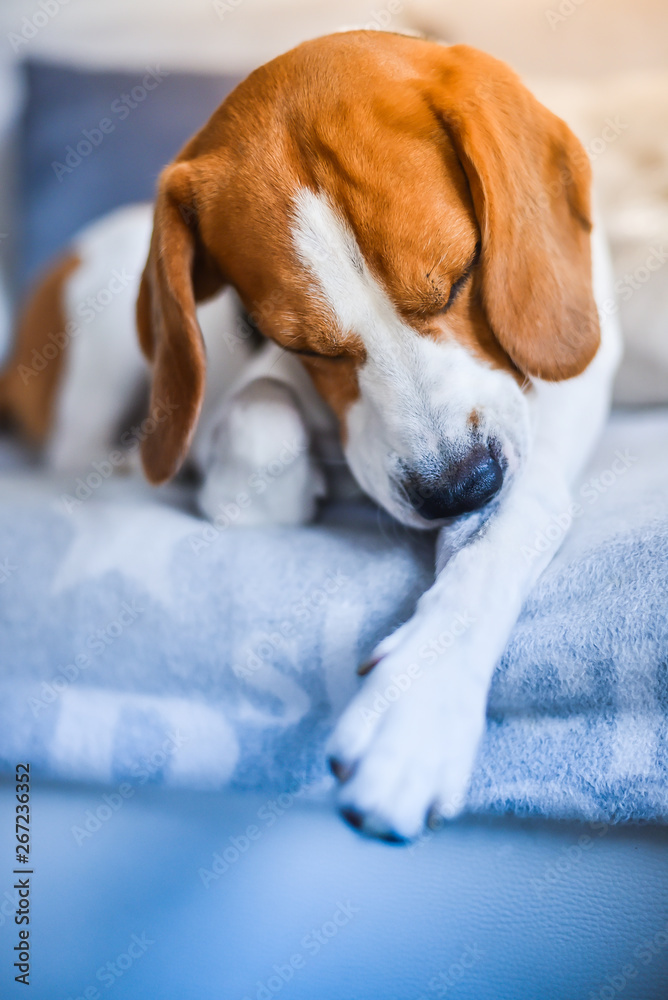 Beagle dog on a couch biting his itching skin on legs Stock Photo